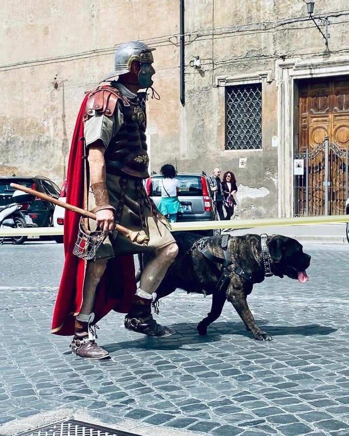 A re-enactor in reconstructions of the equipment of a Roman legionary specialist with a war-dog