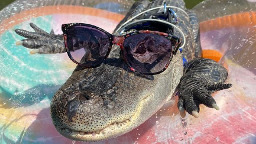 'Emotional support' alligator denied entry into baseball stadium