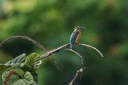 Common Kingfisher - LemmyWorld