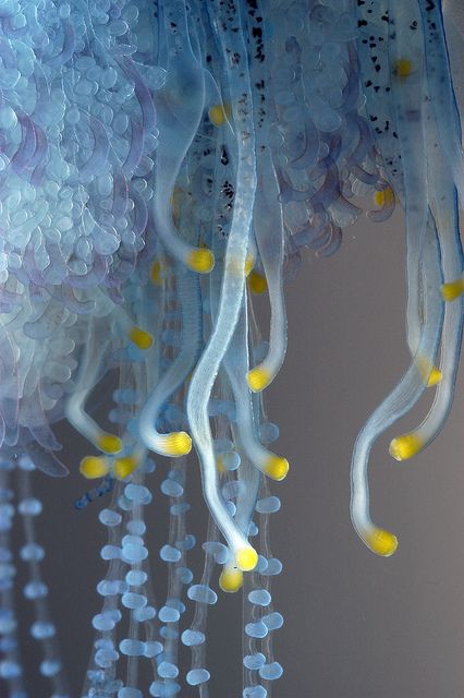 Portuguese man-of-war, Physalia physalis 