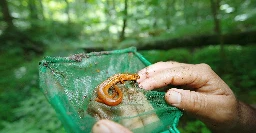 There’s a secret wildlife wonderland hidden in the US — and it’s in danger