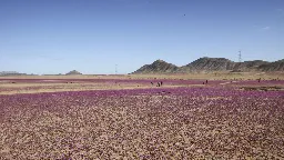 Chili : des pluies inhabituelles font apparaître des fleurs violettes et blanches dans le désert très aride d’Atacama
