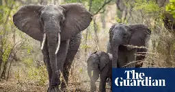 Spanish tourist trampled to death by elephants in South Africa