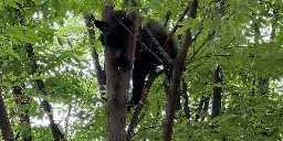 Officials safely remove bear cub from tree on downtown market