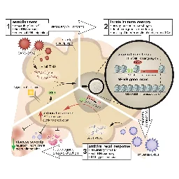 COVID-induced immune memory could protect against severe cases of flu, mouse study suggests