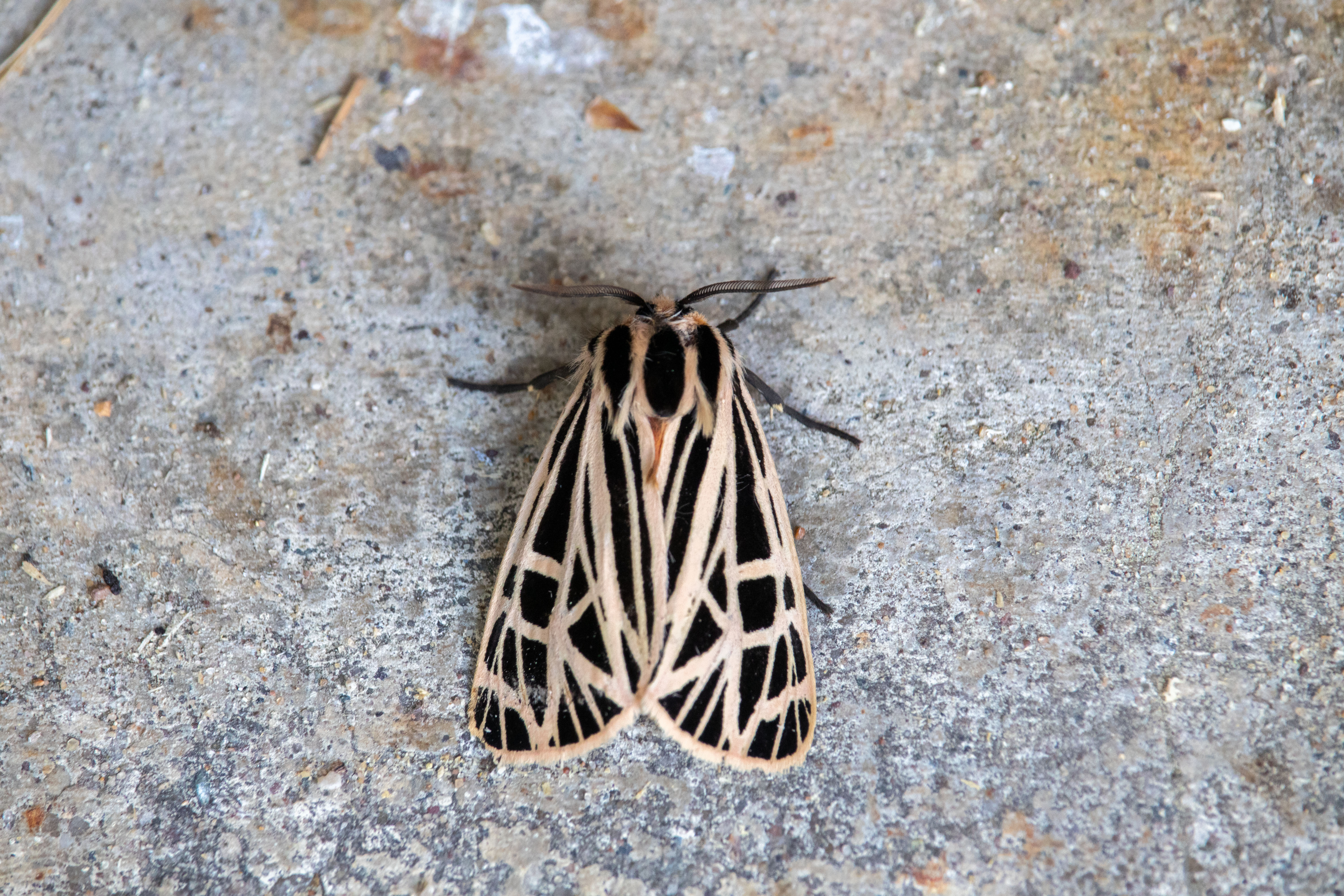 Virgin Tiger Moth