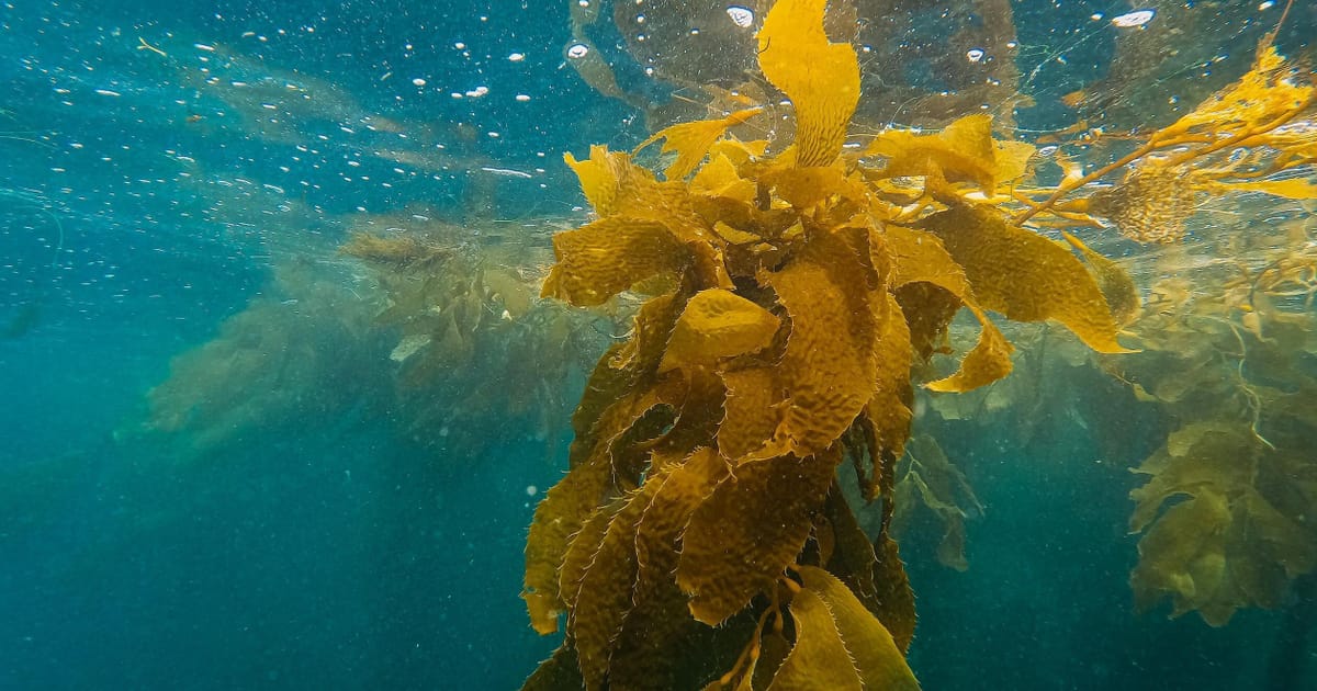 Under the sea: Running Tide’s ill-fated adventure in ocean carbon…