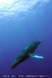 Humpback whales move daytime singing offshore, research reveals
