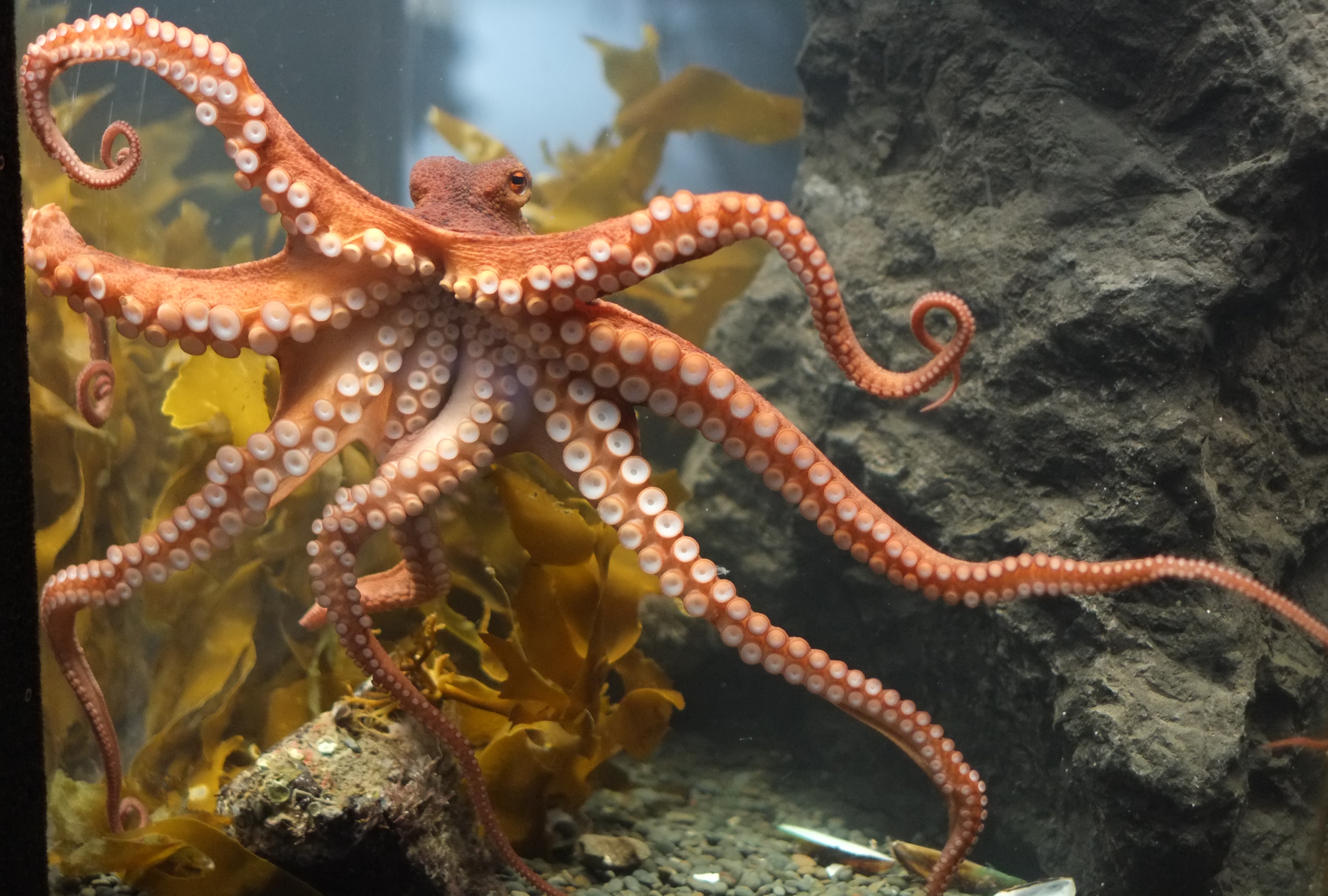 an octopus with its tentacles spread out