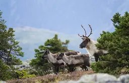 Les conservateurs dénoncent l’idée du fédéral de décréter la protection du caribou au Québec