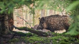 Wild Boar Has Five Times More Toxic PFAS Than Humans Allowed To Eat