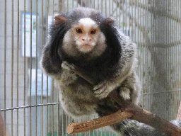 Israeli researchers discover that marmosets use vocal tags to identify themselves