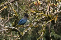 [OC] Steller's Jay (More pics from today in post)