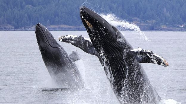 Too hot for humpbacks: The race to protect Pacific whales