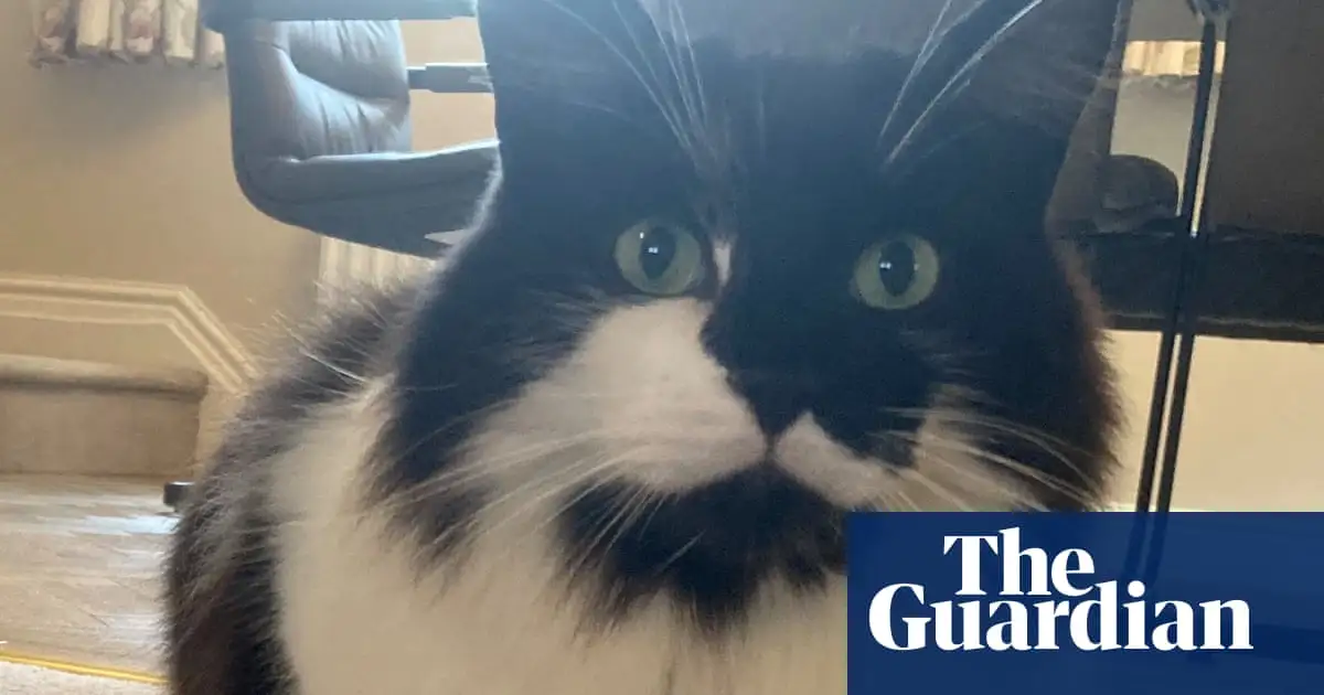 Cat makes surprise return home four days after being ‘cremated’