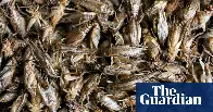 Yes, it is cricket: Italy gives go-ahead to insect flour for human use