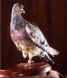 Cher Ami - Wikipedia