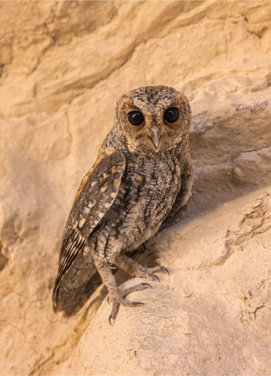 Flammulated Owl in Death Valley