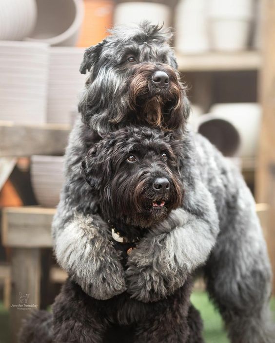 two bouvier dogs hugging