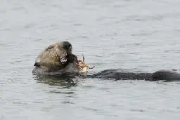 Seeotter: Comeback schützt vor Erosion