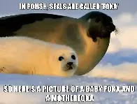 Seal in Polish