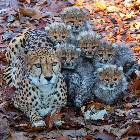 Mama and her floofs