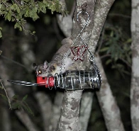 Lesser bushbaby drinking sugar water