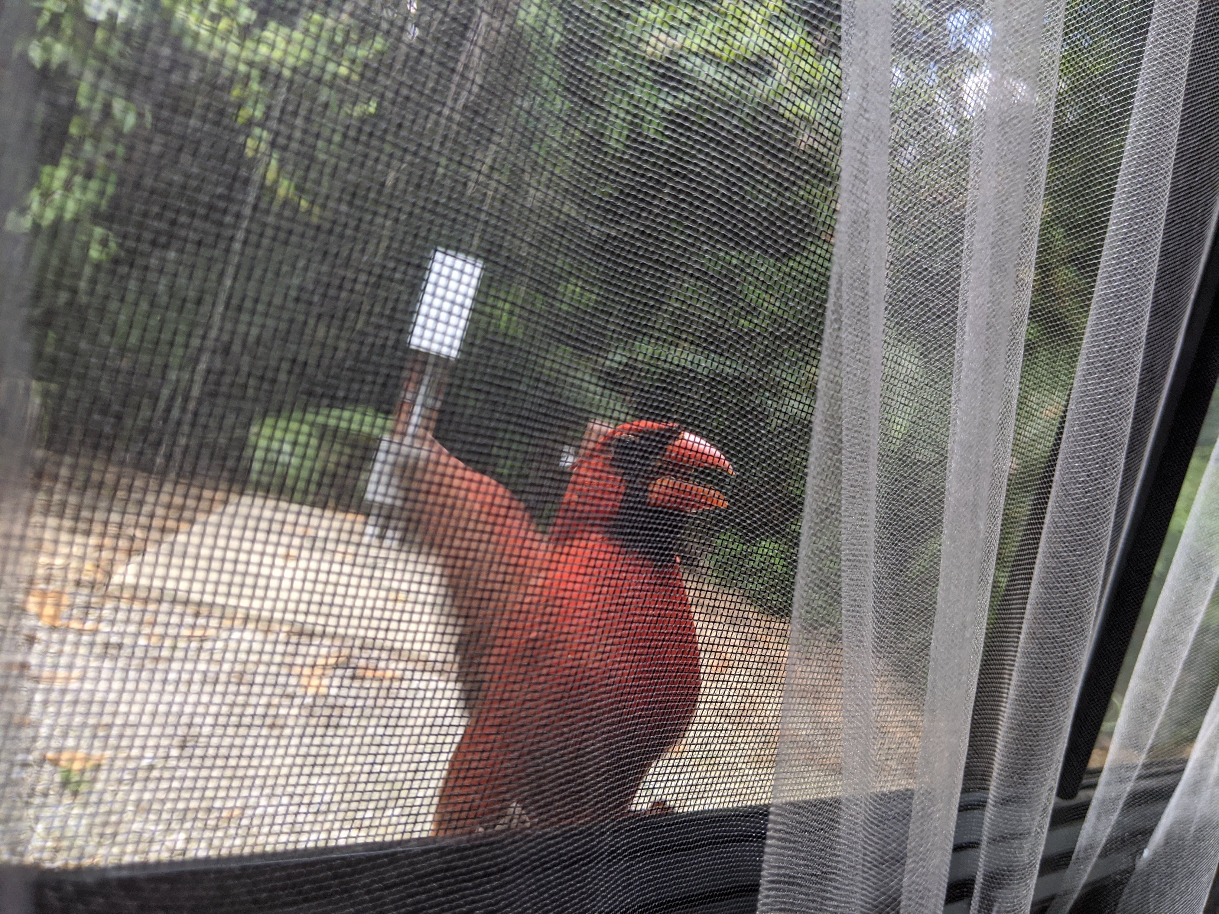 red bird at the window