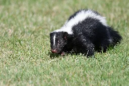 Why are skunks called polecats? - defendersblog
