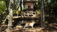 Shrine honors cats at a Japanese island where they outnumber humans