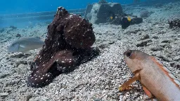 Peixe e polvo se unem para caçar juntos — até um deles levar um soco