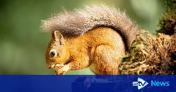 Record number of red squirrel sightings reported in annual survey