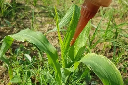 Eco-friendly agricultural gel replaces toxic pesticides with worms