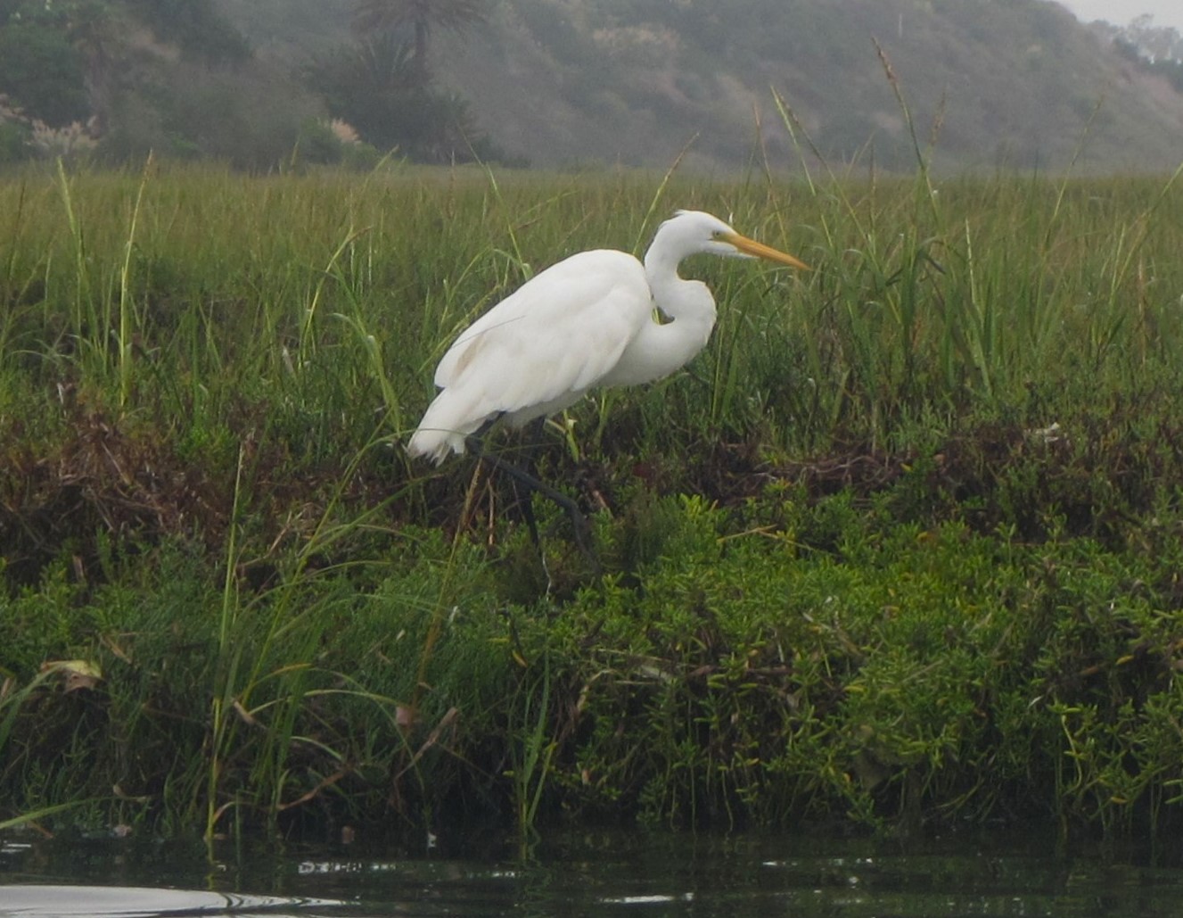 Great Egret, Upper Newport Bay, Orange County, California