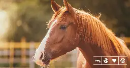 Horses Can Plan And Strategize, New Study Finds