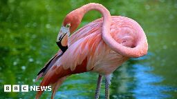 Hurricane Idalia blows flamingos as far as Ohio