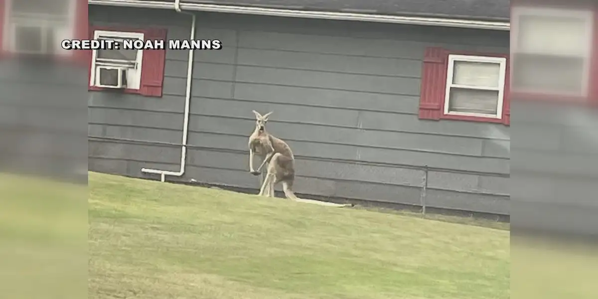 Pet kangaroo takes a joy-hop through Logan County