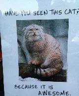 Have you seen this cat?