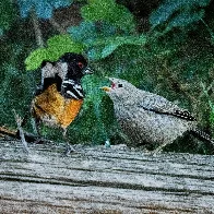 Grumpy Towhee feeding it's fat young [OC]