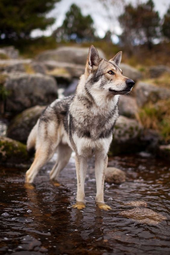 Saarloos wolfhound standing in river, paws covered by water and looking off into the distance. Fucking majestic.