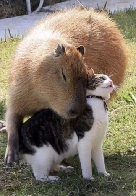 A cat and her capy