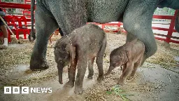 Rare twin elephants born in Thailand 'miracle'