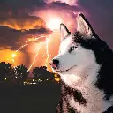 StormHuskies