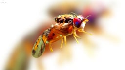 Millions of fruit flies will be dropped on Los Angeles