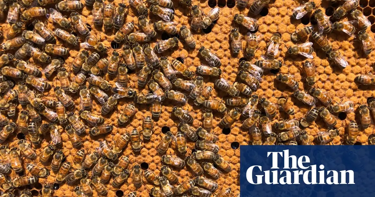 Australia abandons effort to eradicate varroa mite after 14,000 bee hives destroyed