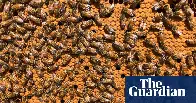 CROSSPOST___Australia abandons effort to eradicate varroa mite after 14,000 bee hives destroyed