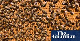 Australia abandons effort to eradicate varroa mite after 14,000 bee hives destroyed