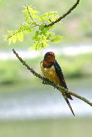 Barn Swallow; Re-posted for full image.