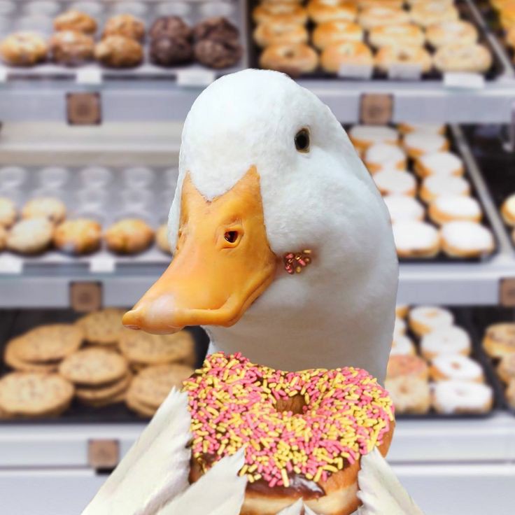 this duck is not counting calories, just enjoys her donut