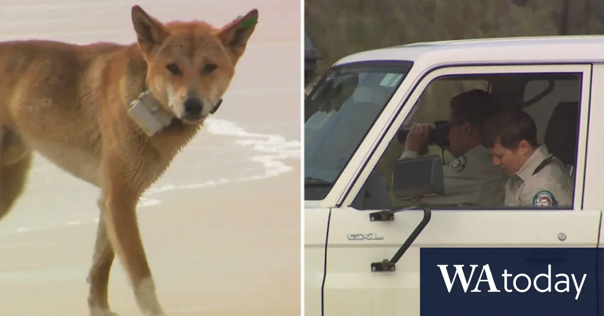 K'gari tourists given sticks after dingo attack